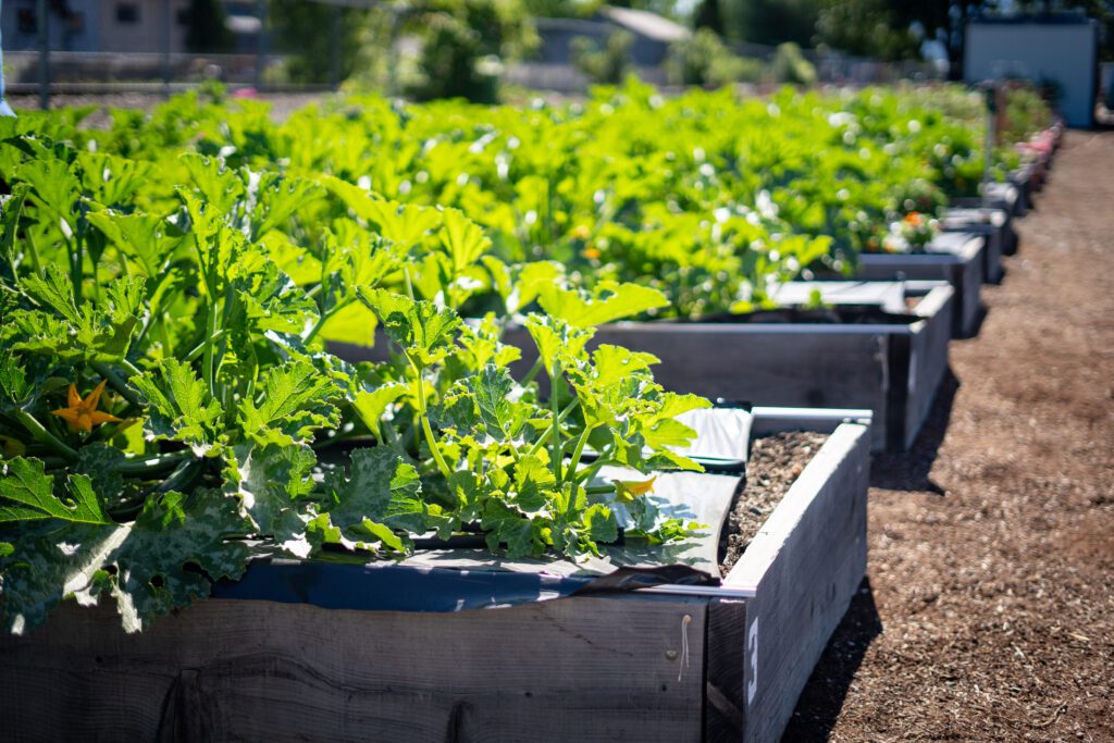Raised wooden garden beds with bright green leafy vegetables growing in a sunny outdoor garden.